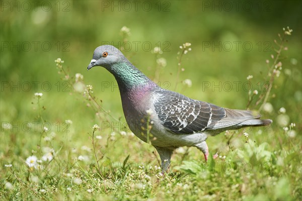 Domestic pigeon
