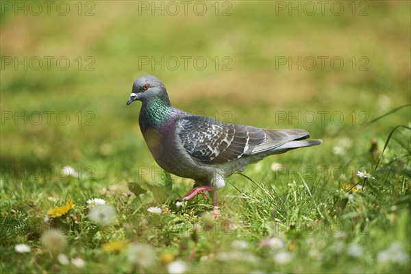 Domestic pigeon