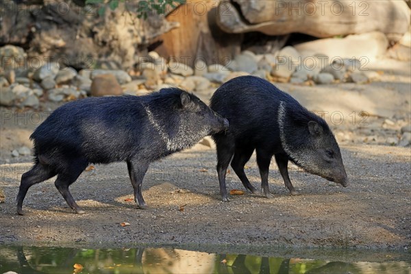 Collared Peccary