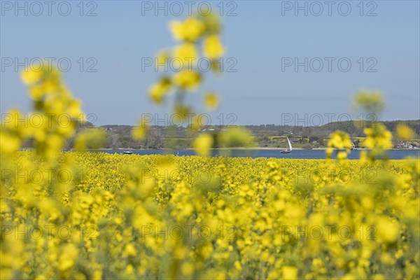 Rape field in bloom near Kopperby