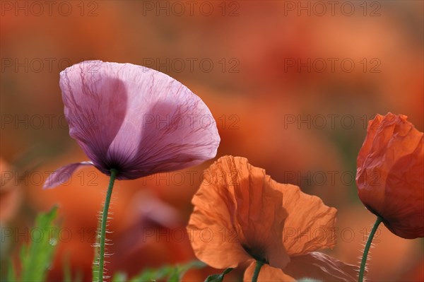 Pink and red poppy