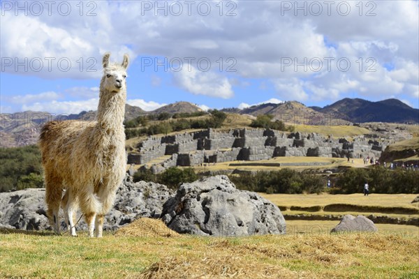 Llama