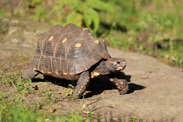 Red Footed Tortoise Photo12 Imagebroker Juergen And Christine Sohns