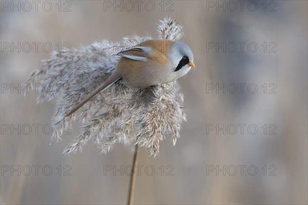 Bearded reedling