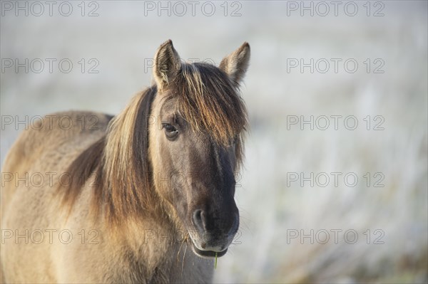 Konik