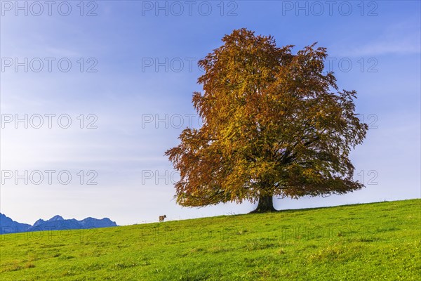 European Beech