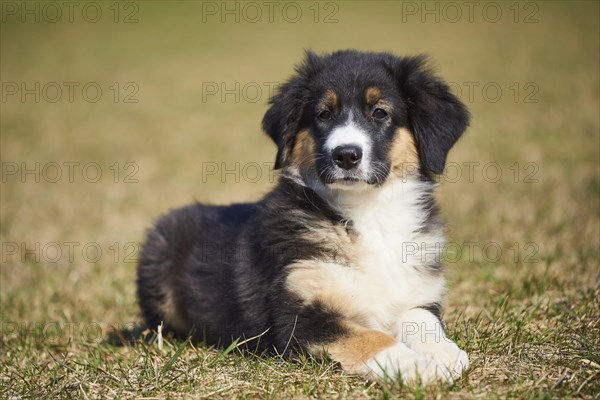 Mixed-bread dog