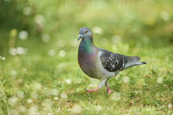 Domestic pigeon