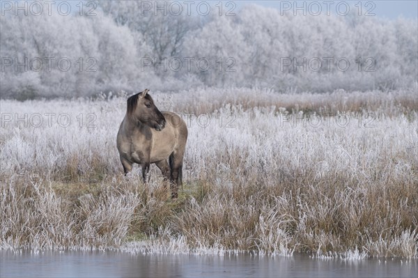 Konik