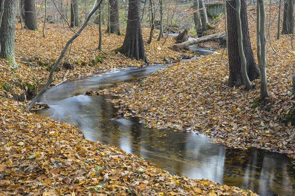 Lockwitzbach in the Friedewald in autumn