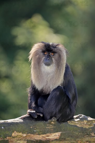 Lion-tailed macaque