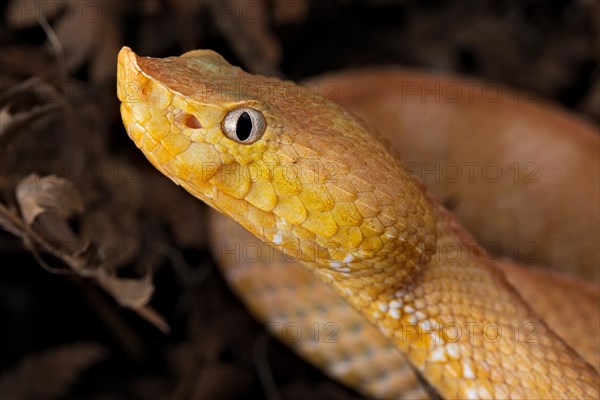 Lansberg's hognosed pitviper