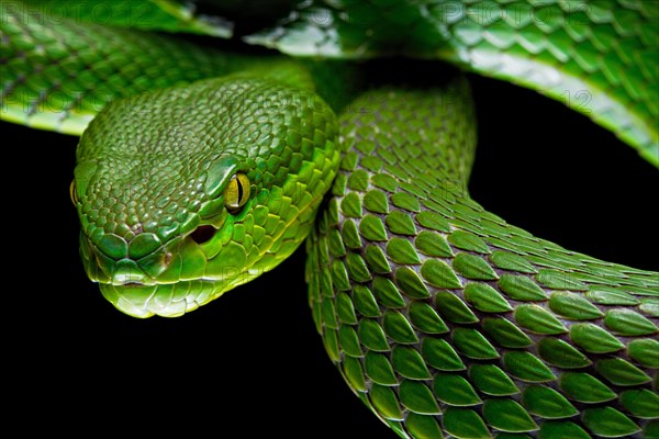 White-lipped pit viper