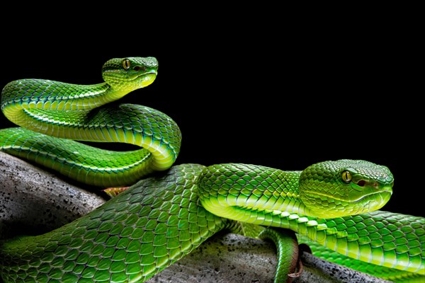 Pair of White-lipped pit viper