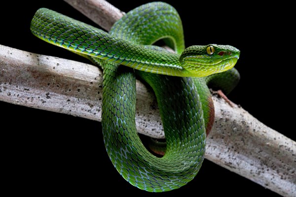 White-lipped pit viper