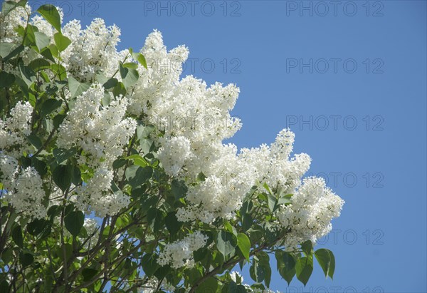 White lilac