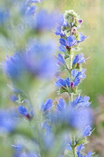 Common viper's bugloss