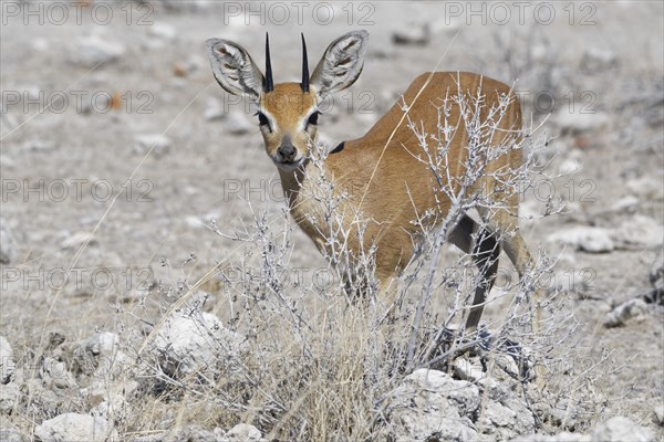 Steenbok (Raphicerus campestris)