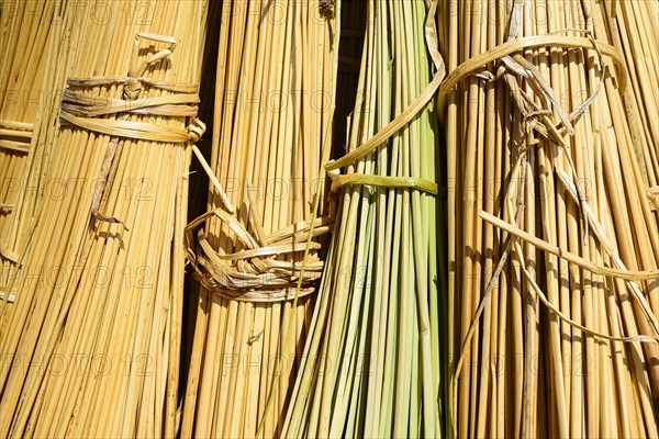 Reed bundle on a floating island of the Uro