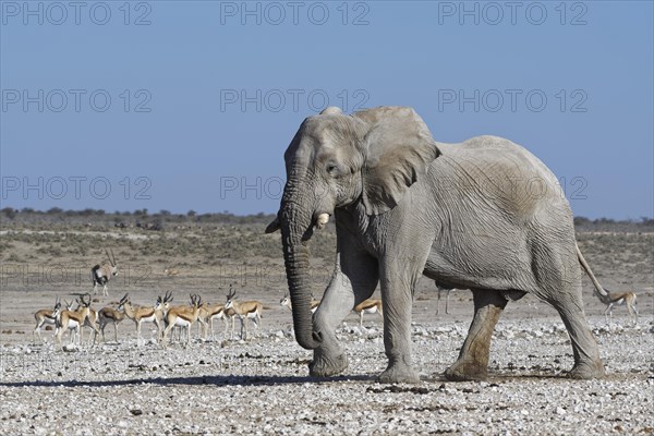 African bush elephant (Loxodonta africana)