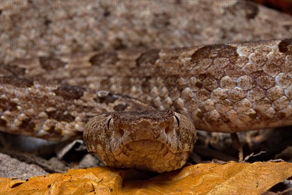 Sri Lankan hump-nosed viper (Hypnale nepa) Nepal