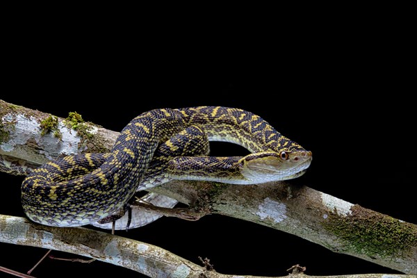 Habu (Protobothrops flavoviridis) Okinawa