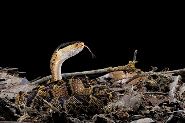 Black headed bushmaster (Lachesis melanocephala) Costa Rica