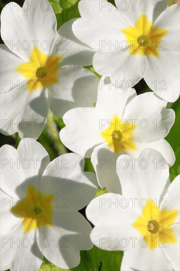 Close up of white primroses in spring