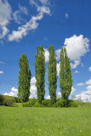 Four large poplars in green meadow under cloudy sky in sunshine