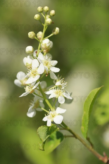 Close-up of flowers of the common weeping cherry in spring