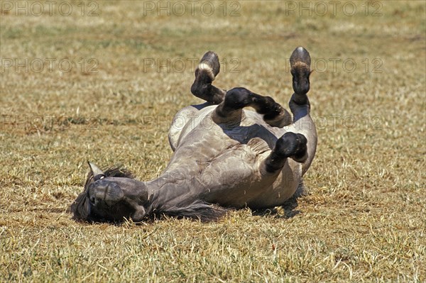 Tarpan Horse (equus caballus) gmelini