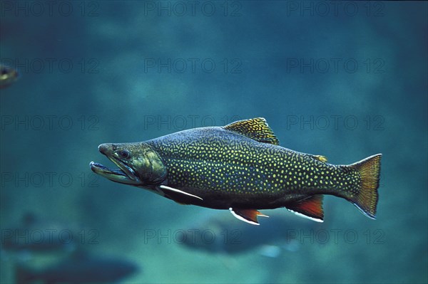 Brook Trout (salvelinus fontinalis)