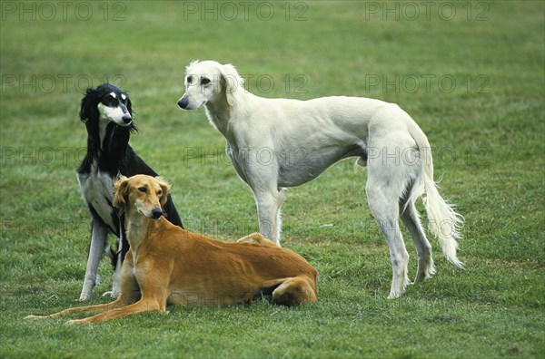 Saluki dog standing on lawn