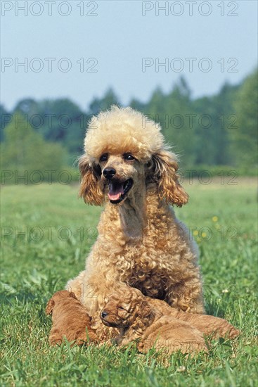 Apricot miniature poodle