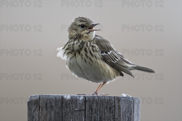 Tree pipit (Anthus trivialis)