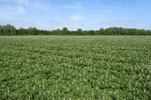 Lupins (Lupinus) Sweet lupine