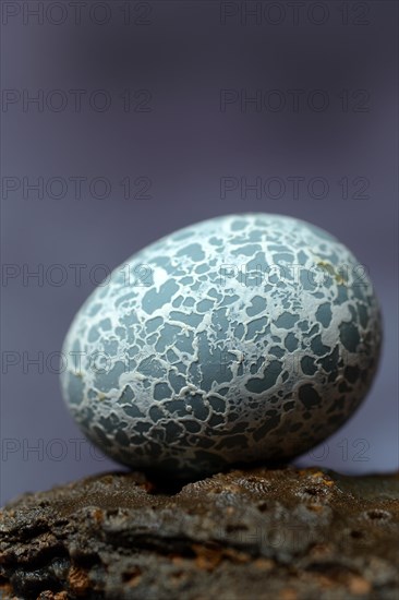 Egg of the Guira Cuckoo (Guira guira)