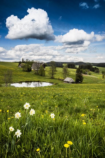 Farms and flower meadow and pond