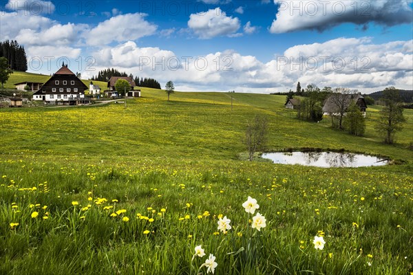 Farms and flower meadow and pond