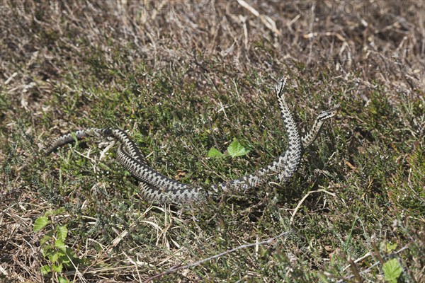 Common European vipers (Vipera berus)