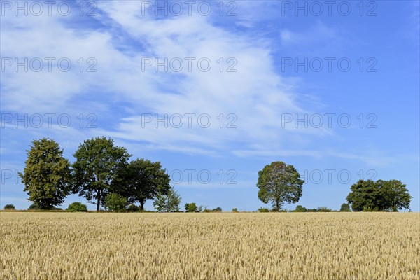 Grain field