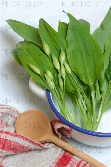 Wild garlic