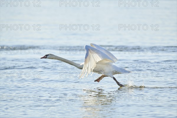 Mute swan (Cygnus olor) takes off from water