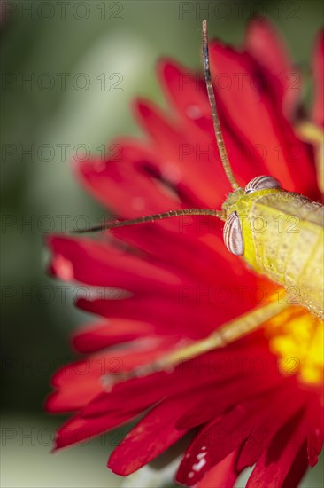 Egyptian locust (Anacridium aegyptium) on a flower