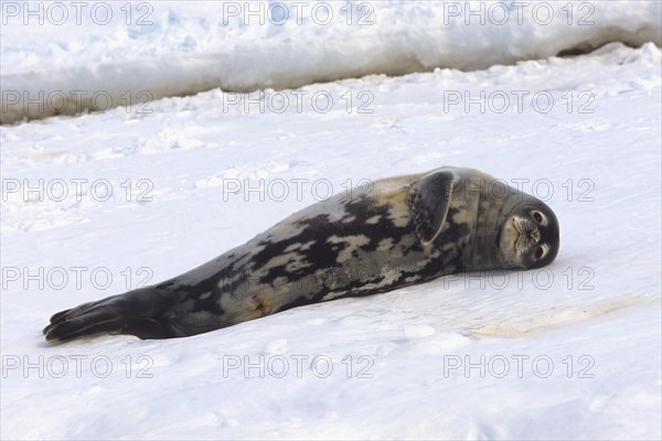 Weddell Seal (Leptonychotes weddellii) resting on snow