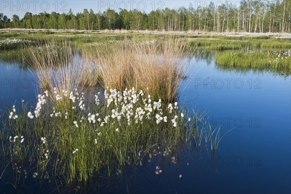 Common cottongrass (Eriophorum angustifolium) in a rewetting area