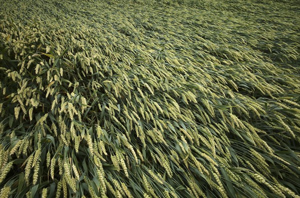 Crop failure after storm