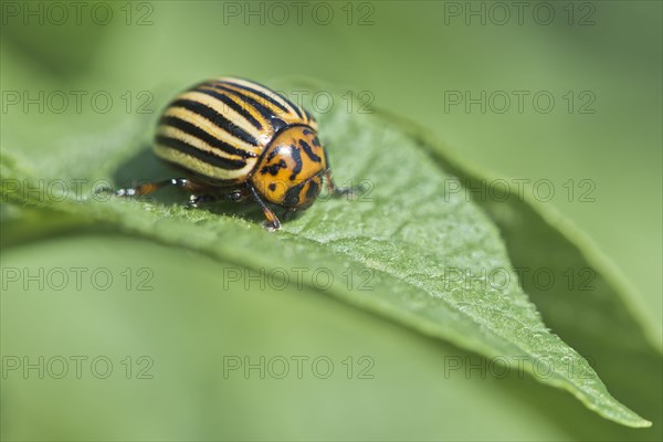 Colorado potato beetle (Leptinotarsa decemlineata)