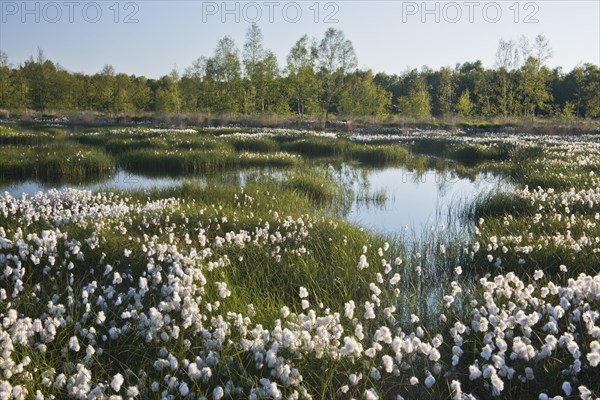 Common cottongrass (Eriophorum angustifolium) in a rewetting area