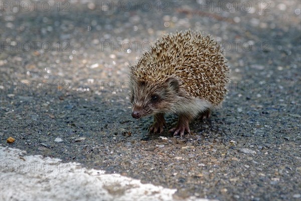 Juvenile Northern white-breasted hedgehog (Erinaceus roumanicus) Road crossing